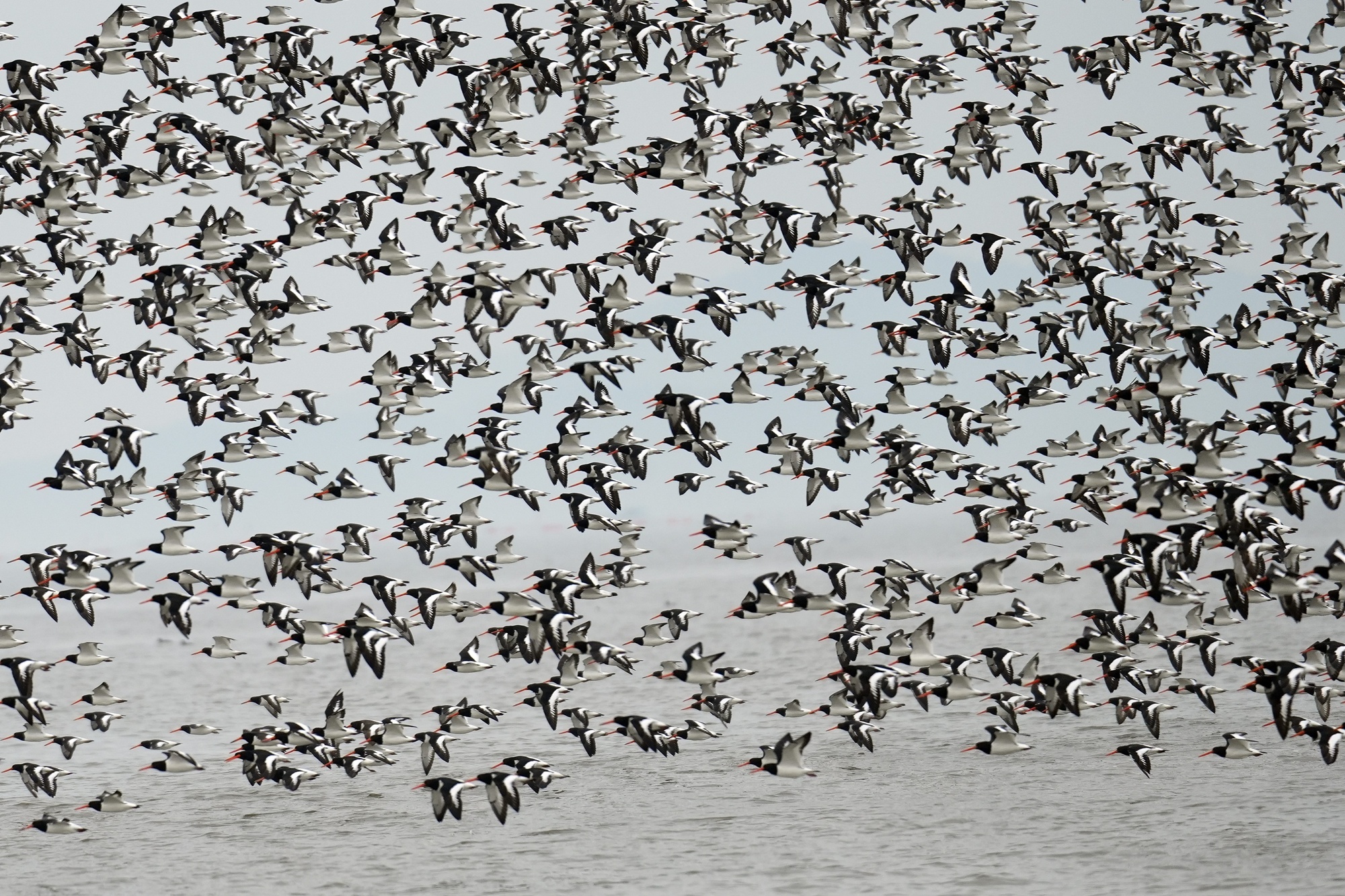 제주대 오홍식 교수 연구팀, 한국 연안습지, 줄어드는 도요·물떼새의 ‘대안 기착지’ 가능성 확인