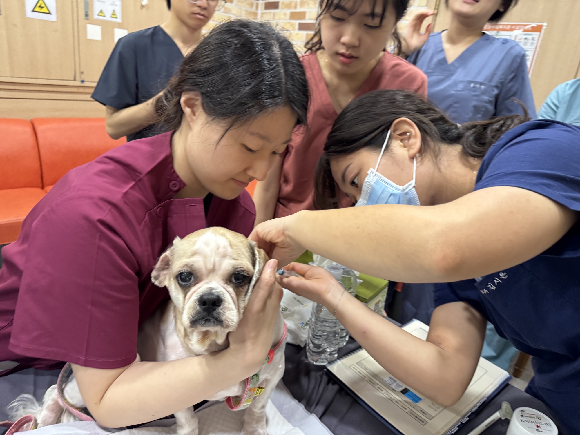 제주대 수의과대학 임상동아리 ‘백신’ 펫닥터 4년째 운영 ‘훈훈’