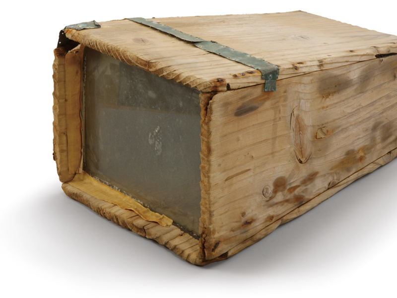 자리눈(자리물안경)